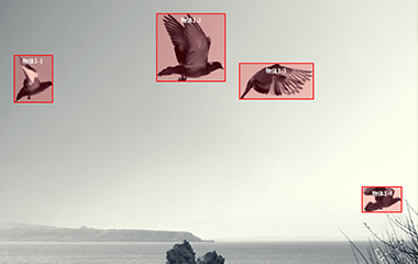 焦点主管登录视频标注